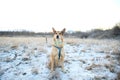 Portrait of happy red haired mongrel dog walking on sunny winter field Royalty Free Stock Photo