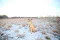 Portrait of happy red haired mongrel dog walking on sunny winter field Royalty Free Stock Photo