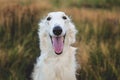 Close-up Portrait of happy russian borzoi dog in the field