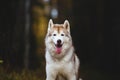 Close-up Portrait of happy Siberian Husky dog sitting in the bright autumn forest