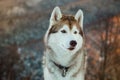 Close-up of cute Siberian Husky dog sitting is on the snow in winter forest at sunset on bright mountain background. Royalty Free Stock Photo