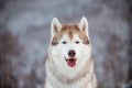 Close-up portrait of happy Siberian Husky dog sitting is on the snow in winter forest at sunset on mountain background Royalty Free Stock Photo