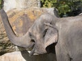Close up portrait of happy smiling Asian elephant calf, head shot. Selective focus. Royalty Free Stock Photo