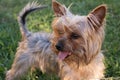 Close up portrait of happy Yorkshire Terrier dog playing in the park