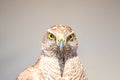 Close-up portrait of a hawk with striking yellow eyes and intricate feather patterns
