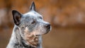 Close up portrait of head of australian cattle dog or blue heeler at nature in autumn. Copy space,