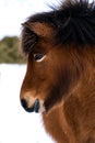 Close up portrait of the head of a beautiful bay Icelandic Horse