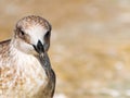 Close-up portrait of head of gray brown seagull bird looking into camera with curiosity on shore. Beautiful bright