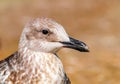 Close-up portrait of head of gray brown seagull bird on shore. Beautiful bright natural blurred background. Ukraine Royalty Free Stock Photo