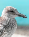 Close-up portrait of head of gray brown seagull bird on shore with blue water and sky. Beautiful bright natural blurred vertical b Royalty Free Stock Photo