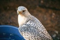 close up portrait, head, gyrfalcon falco rusticolus