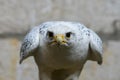 Close-up portrait, head, gyrfalcon falco rusticolus, on grey background