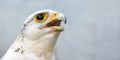 Close-up portrait, head, gyrfalcon, falco rusticolus, on grey background