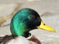 Close up portrait of the head of a male Mallard Duck Royalty Free Stock Photo