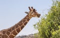 Close up portrait of head and neck of reticulated giraffe, giraffa camelopardalis reticulata, eating leave from adjacent shrub Royalty Free Stock Photo