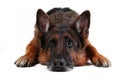 Close up portrait of head of old german sheperd dog lying down isolated Royalty Free Stock Photo