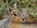 Close up portrait of the head of Patagonian Mara. This animal is a relatively large rodent in the mara genus.