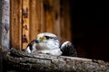 Close up portrait of the head of a peregrine saker hybrid falcon sitting on a branch Royalty Free Stock Photo