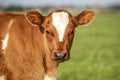 Close up portrait of the head of red calf, breed: