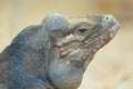 Close up portrait of head of a rhinoceros iguana Royalty Free Stock Photo