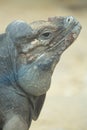 Close up portrait of head of a rhinoceros iguana Royalty Free Stock Photo