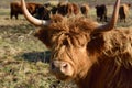Close-up and portrait of the head of a Scottish highland cattle with brown matted fur that looks directly into the camera