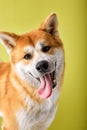 Close-up Portrait of head Shiba inu Dog, Looks Curious at Camera, Isolated Royalty Free Stock Photo