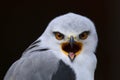 Black shouldered kite Elanus axillaris bird of prey Royalty Free Stock Photo