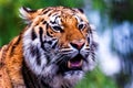 A close up portrait of the head of a Siberian tiger standing up. The big cat is a dangerous predator, has orange and white fur Royalty Free Stock Photo