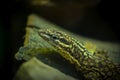 Close-up portrait of the head of a western green lizard - Lacerta bilineata