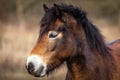 Close up portrait of head of wild horses, exmoor pony grazing in Podyji Royalty Free Stock Photo