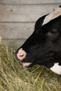 Close up portrait black and white holstein dairy cow Royalty Free Stock Photo