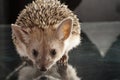 Close-Up Portrait Of Hedgehog