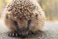 close-up portrait hedgehog Royalty Free Stock Photo