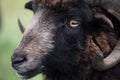 Close-up and portrait of a Heidschnucke, a hairy sheep with round horns. The fur is dark. The focus is on the eye Royalty Free Stock Photo