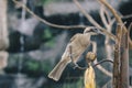 Close up portrait of helmeted friarbird, Philemon buceroides, sitting on tree branch. Very strange long head, ugly bird.