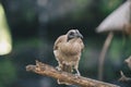 Close up portrait of helmeted friarbird, Philemon buceroides, sitting on tree branch. Very strange long head, ugly bird.