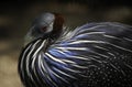 Close-up portrait of Helmeted Guineafowl Bird (Numida Meleagris). Wild African Bird with Bright Blue Feathers in