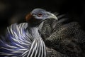 Close-up portrait of Helmeted Guineafowl Bird (Numida Meleagris). Wild African Bird with Bright Blue Feathers in