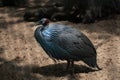 Close-up portrait of Helmeted Guineafowl Bird (Numida Meleagris). Wild African Bird with Bright Blue Feathers in