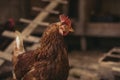 Close up portrait of hen hampshire in free breeding free range. Brown hen posing to camera in breeding house . Illuminated and