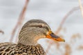 Close up portrait of a hen Mallard (Anas platyrhynchos) duck on land during winter. Royalty Free Stock Photo