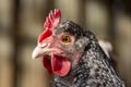 Close-up portrait of a hen with pale pink bill and black and white patterned feathers. Royalty Free Stock Photo