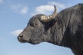 Close-up portrait of herd of Water buffalo Bubalis murrensis on background blue sky