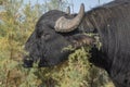 Close-up portrait of herd of Water buffalo Bubalis murrensis eating a green bush. Ermakov island, Danube Biosphere Reserve in