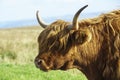 Close up portrait of a highland cow Royalty Free Stock Photo