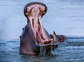 Close-up portrait of a hippopotamus with its mouth agape, with another one next to it