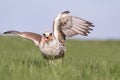 Close-up Portrait of a Hobby Falcon, Falco subbuteo, during feed