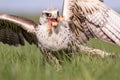 Close-up Portrait of a Hobby Falcon, Falco subbuteo, during feeding on the grass