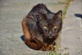 close up of a portrait of homeless dark brown cat very quiet on the sidewalk in a sunny day. The abandoned cat has got middle-